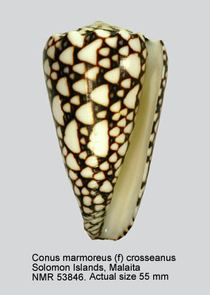 Conus marmoreus (f) crosseanus.jpg - Conus marmoreus (f) crosseanusBernardi,1861